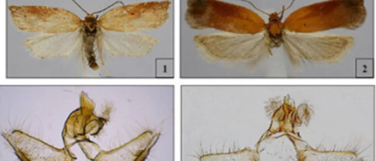 Acleris silana: identificata una nuova specie d’insetto in Calabria