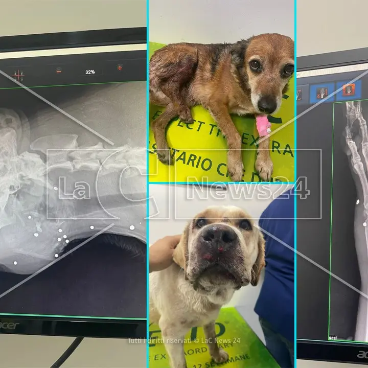 Amantea, colpi di fucile contro tre cani accuditi da una famiglia: sollecitate indagini per individuare i responsabili