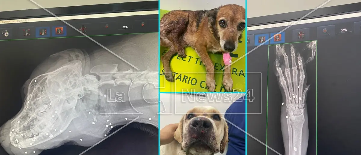 Amantea, colpi di fucile contro tre cani accuditi da una famiglia: sollecitate indagini per individuare i responsabili