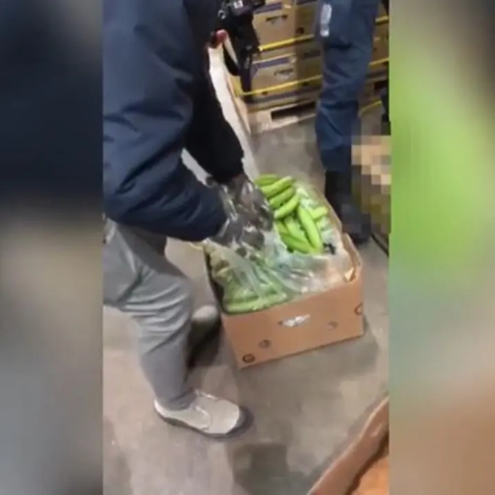 Sequestrati 72 chili di cocaina al porto di Civitavecchia: era nascosta tra i caschi di banane