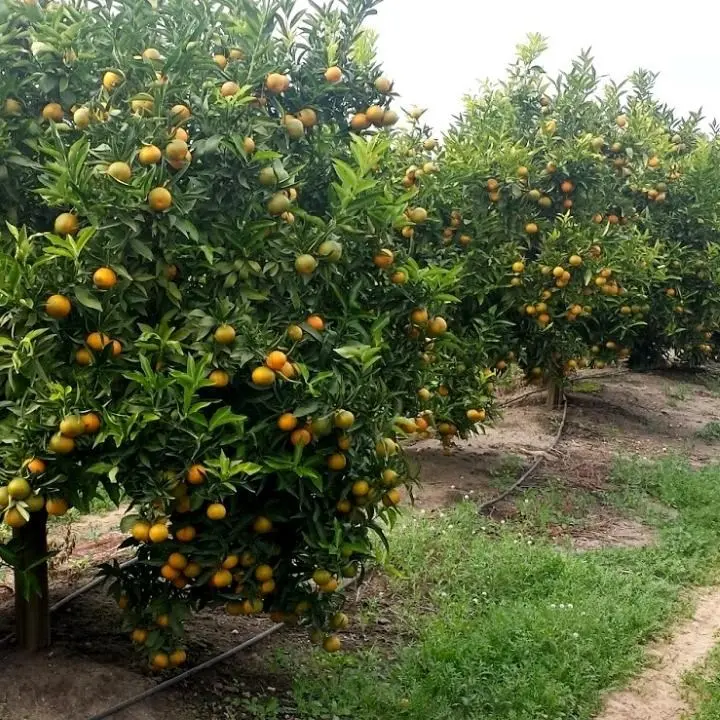 I Bellocco come feudatari: pizzo su tutti i terreni agricoli. E chi non pagava veniva chiamato dal boss in carcere