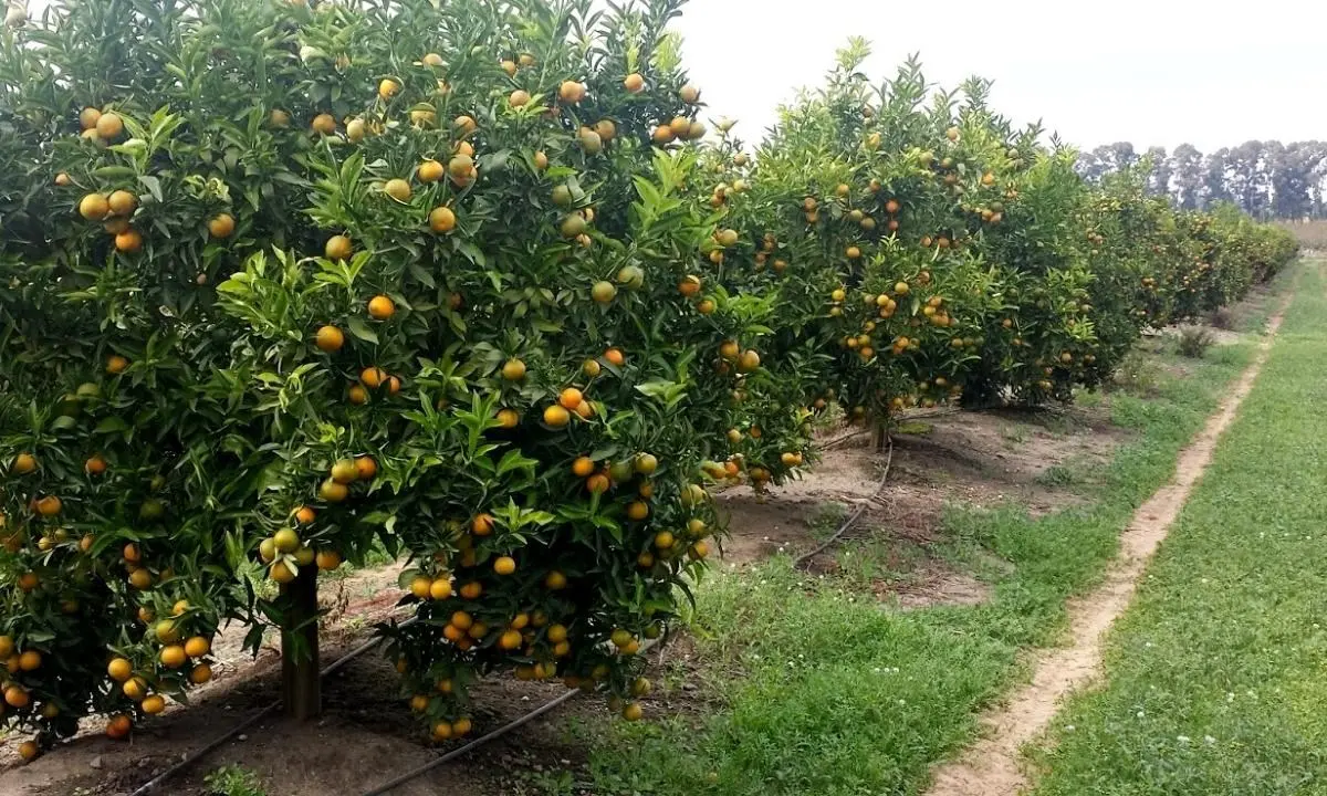 I Bellocco come feudatari: pizzo su tutti i terreni agricoli. E chi non pagava veniva chiamato dal boss in carcere