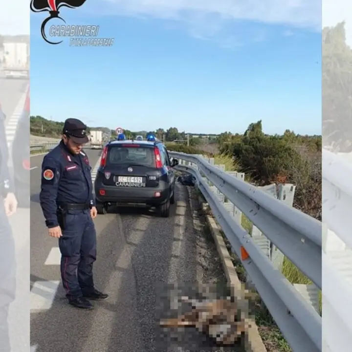 Lupo investito e ucciso nel Cosentino, la carcassa dell’animale rinvenuta lungo la statale 106 ionica
