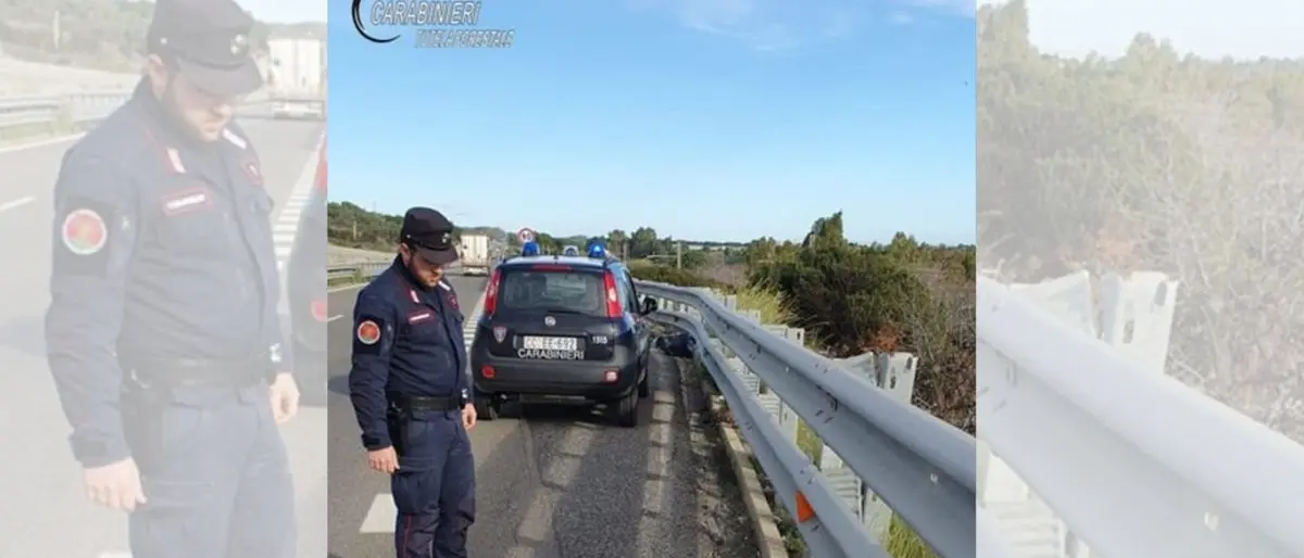 Lupo investito e ucciso nel Cosentino, la carcassa dell’animale rinvenuta lungo la statale 106 ionica