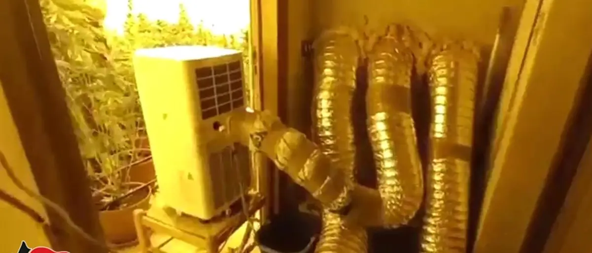 Platì, trovata piantagione di marijuana alimentata con un allaccio abusivo alla rete pubblica: un arresto