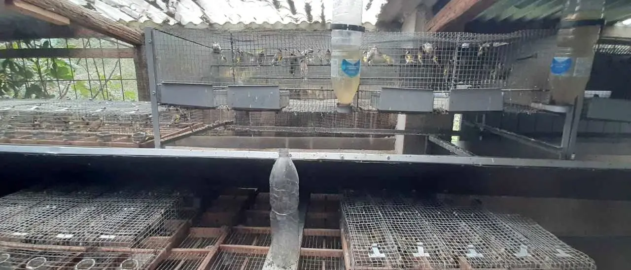 Cardellini e fringuelli rinchiusi in piccole gabbie e ghiri congelati in casa: deferite 2 persone nel Reggino