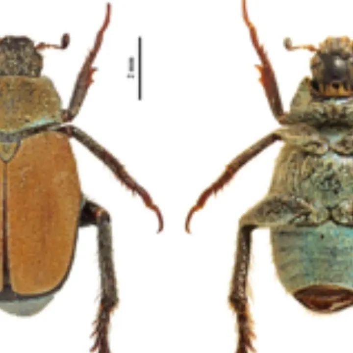 Aspromonte, nuova specie di coleottero scoperta da entomologi dell’università Mediterranea di Reggio