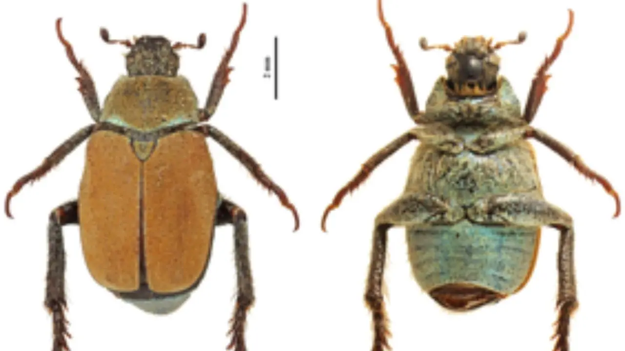 Aspromonte, nuova specie di coleottero scoperta da entomologi dell’università Mediterranea di Reggio