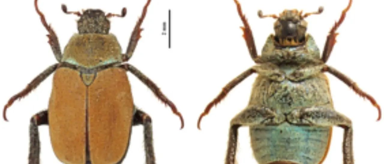 Aspromonte, nuova specie di coleottero scoperta da entomologi dell’università Mediterranea di Reggio
