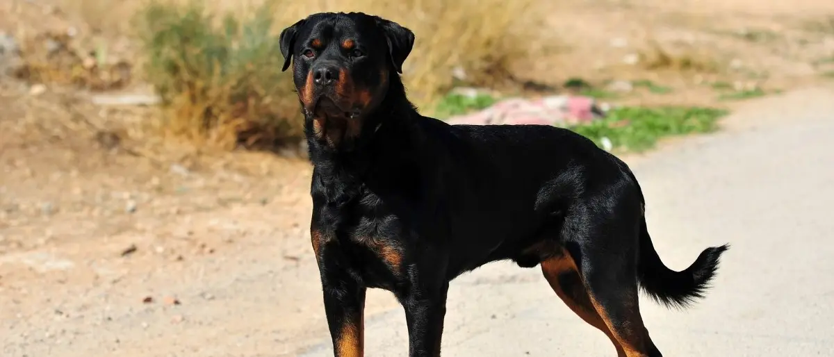 Tragedia nel Modenese, donna muore il giorno di Natale sbranata dai suoi due cani