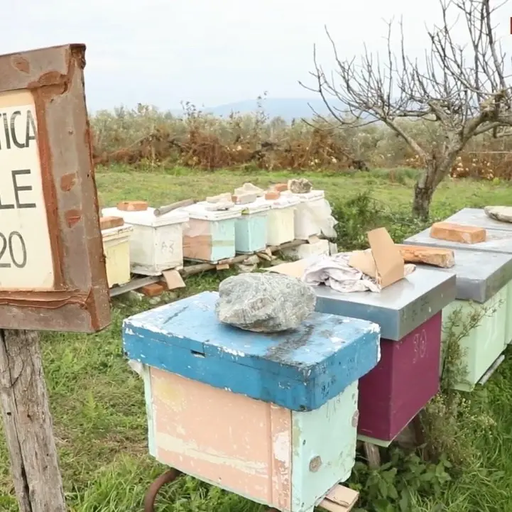Lascia il lavoro di operaio edile per l’apicoltura: il sogno realizzato di Vincenzo e Rita