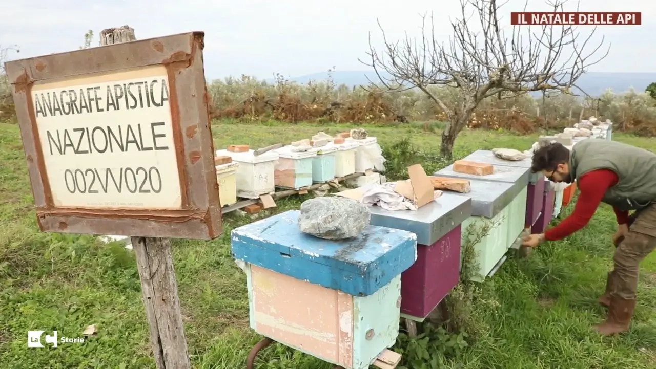 Lascia il lavoro di operaio edile per l’apicoltura: il sogno realizzato di Vincenzo e Rita