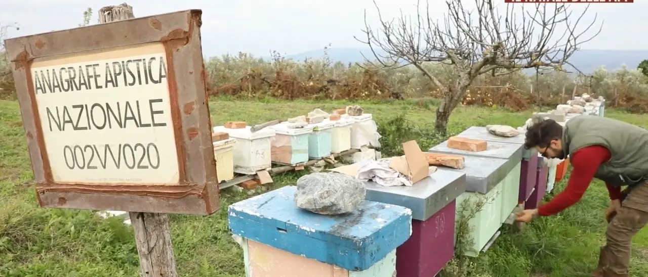 Lascia il lavoro di operaio edile per l’apicoltura: il sogno realizzato di Vincenzo e Rita