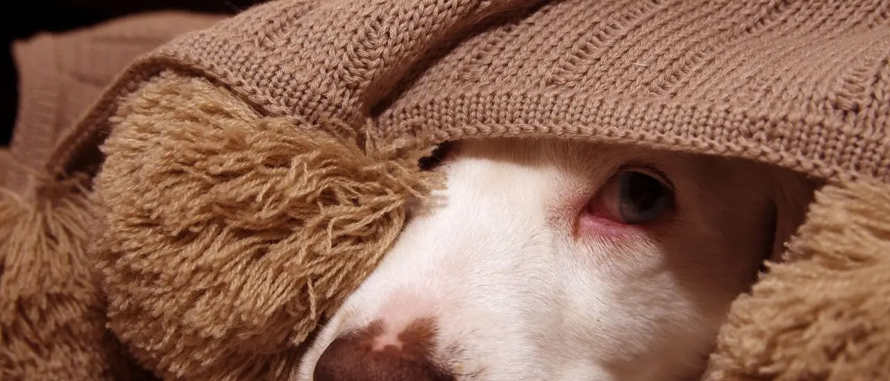 Botti di Capodanno, ecco il decalogo per proteggere i nostri amici a quattro zampe