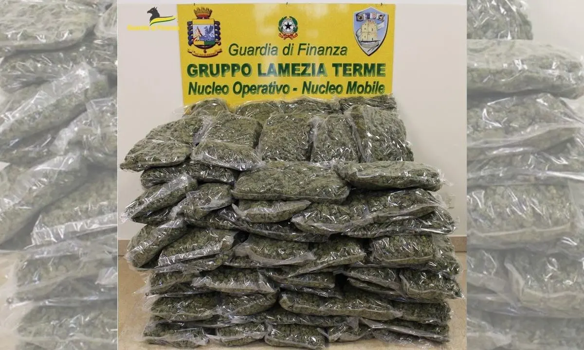 Maxi sequestro di droga nel Lametino, la finanza scopre 50 kg di marijuana e arresta un uomo nel Reggino