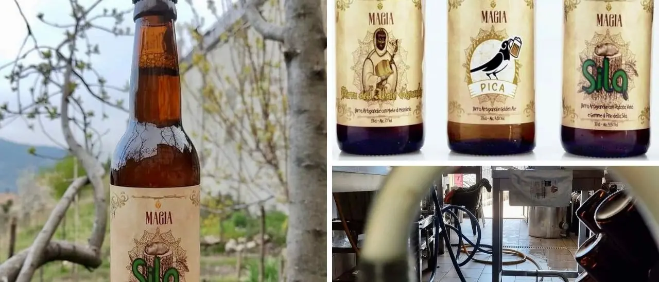 Birra Magia, l’artigianale dal cuore silano con luppoli e miele del territorio: in ogni sorso il sapore di Calabria