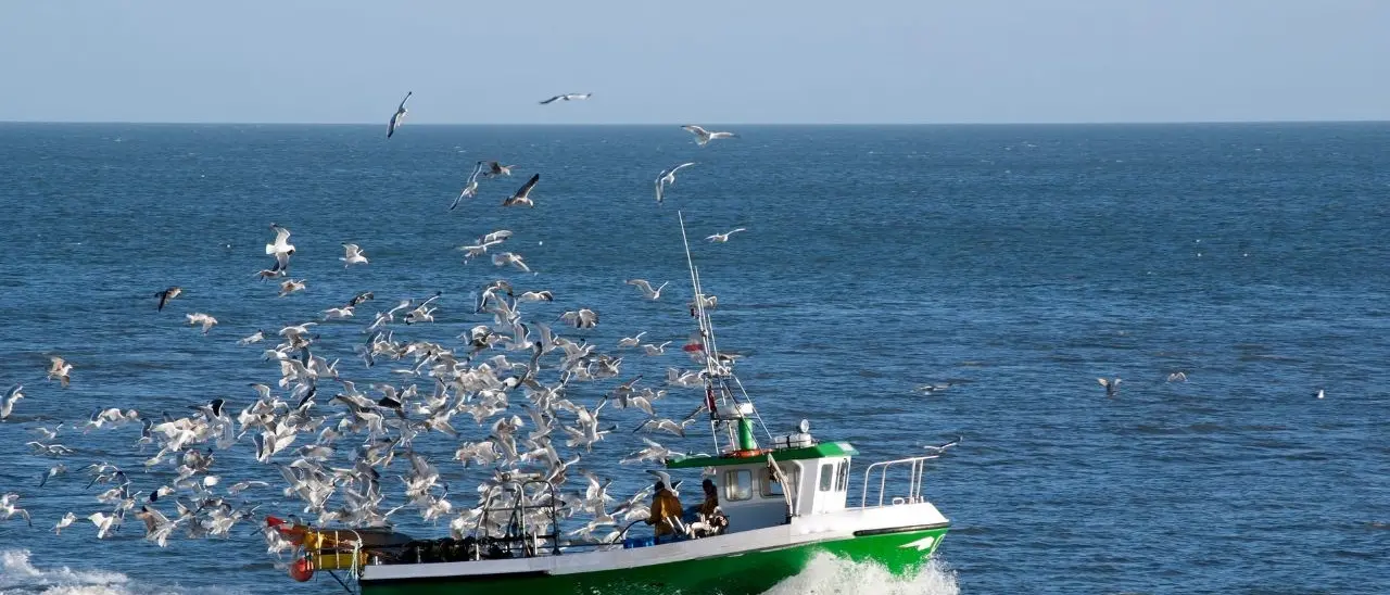 Due bandi da 3,3 milioni di euro emanati dalla Regione Calabria per le Pmi ittiche