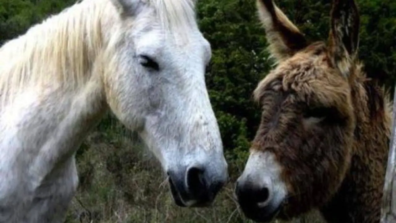 Epifania in Calabria, quando gli animali parlavano male dei loro padroni e l’acqua diventava vino