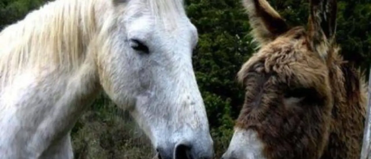 Epifania in Calabria, quando gli animali parlavano male dei loro padroni e l’acqua diventava vino