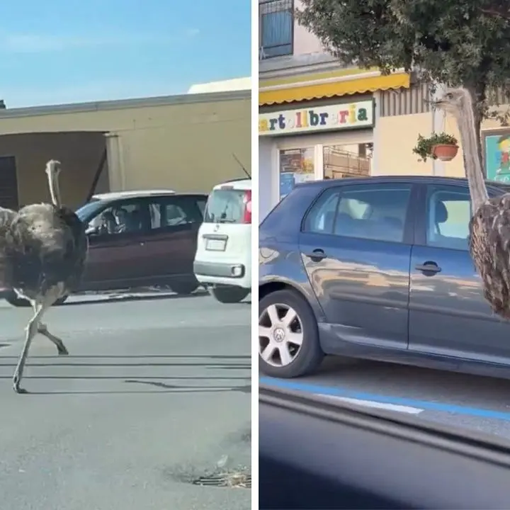 Sono proprio struzzi! Sorpresa ad Amantea: due grossi animali in fuga da un allevamento