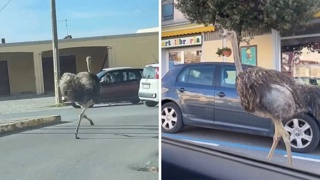 Sono proprio struzzi! Sorpresa ad Amantea: due grossi animali in fuga da un allevamento