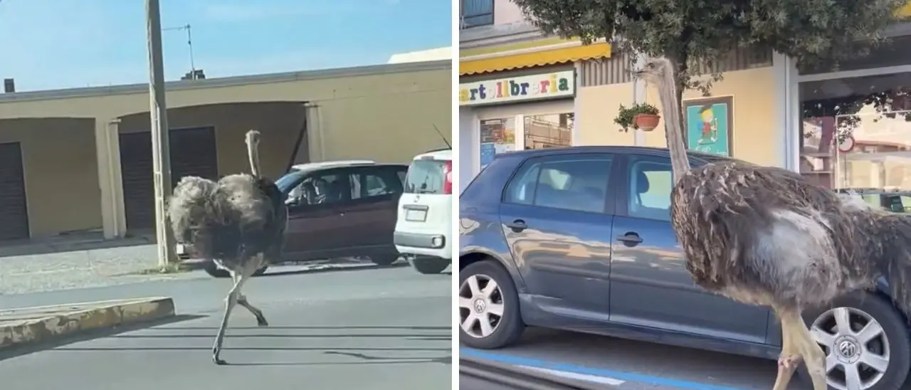 Sono proprio struzzi! Sorpresa ad Amantea: due grossi animali in fuga da un allevamento