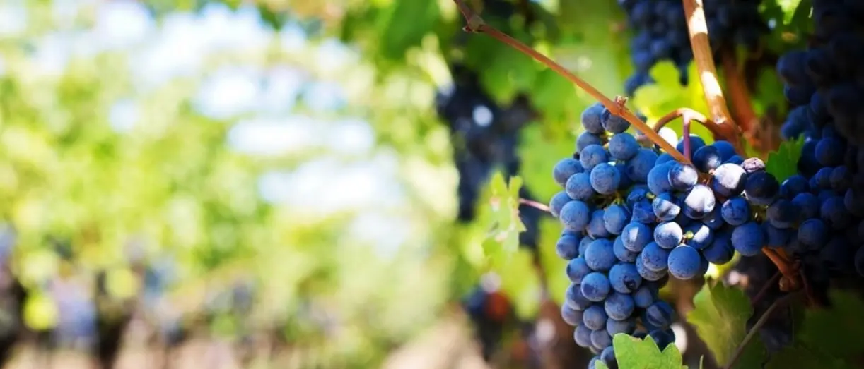 Il progetto di micro fertirrigazione dei vitigni autoctoni calabresi sbarca all’Unical