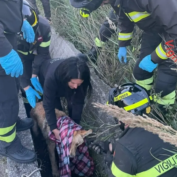 Cucciolo aggredito e ferito da un altro cane si rifugia in un cunicolo, salvato