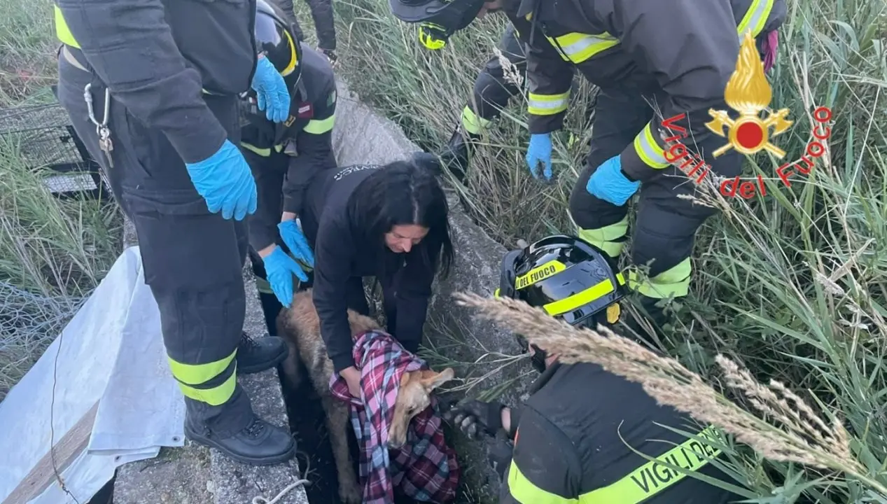 Cucciolo aggredito e ferito da un altro cane si rifugia in un cunicolo, salvato