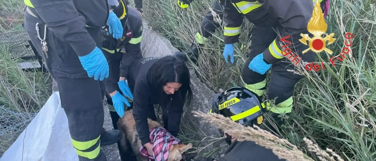 Cucciolo aggredito e ferito da un altro cane si rifugia in un cunicolo, salvato