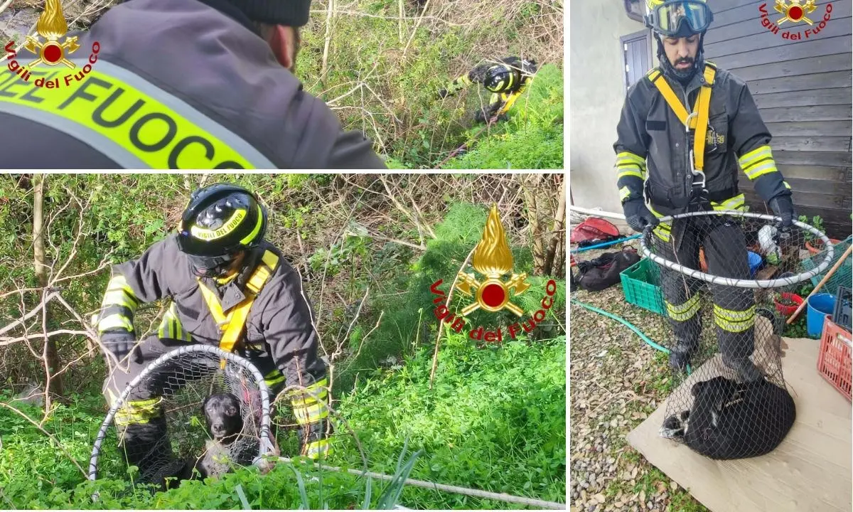 Crotone, cane precipita in un dirupo: soccorso dai vigili del fuoco