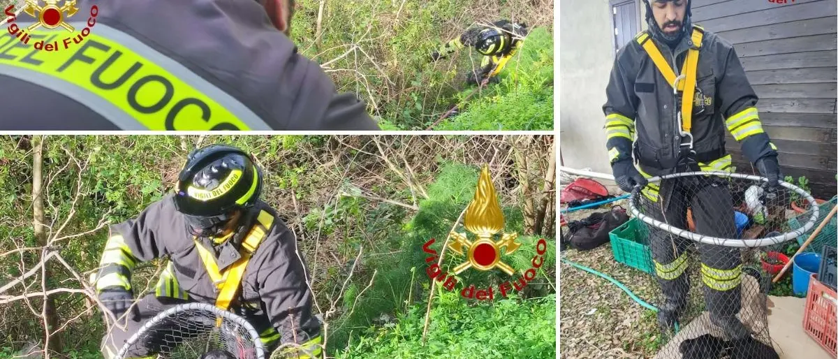 Crotone, cane precipita in un dirupo: soccorso dai vigili del fuoco