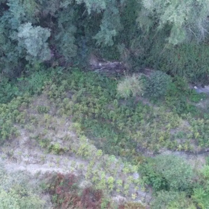 Droga nel Cosentino, scoperta piantagione di cannabis indica di mille metri quadrati: due arresti