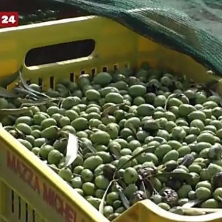 Agricoltura, 5 mln per ammodernare le aziende. L‘assessore Gallo: «Un’iniziativa per aumentare competitività»