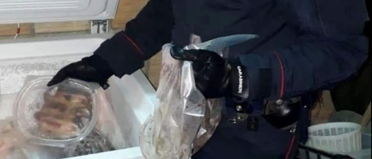 Bracconaggio, 80 ghiri congelati in casa: 58enne denunciato nel Reggino