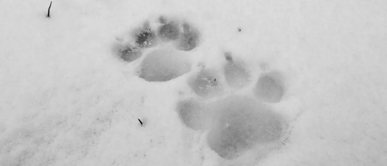 Impronte di lupo sulla neve del Pollino: «Qui vivono gli ultimi esemplari geneticamente puri»