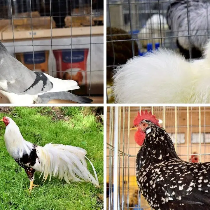 Galline, galli e colombi pronti a sfoggiare la loro bellezza: a Feroleto una sfilata speciale