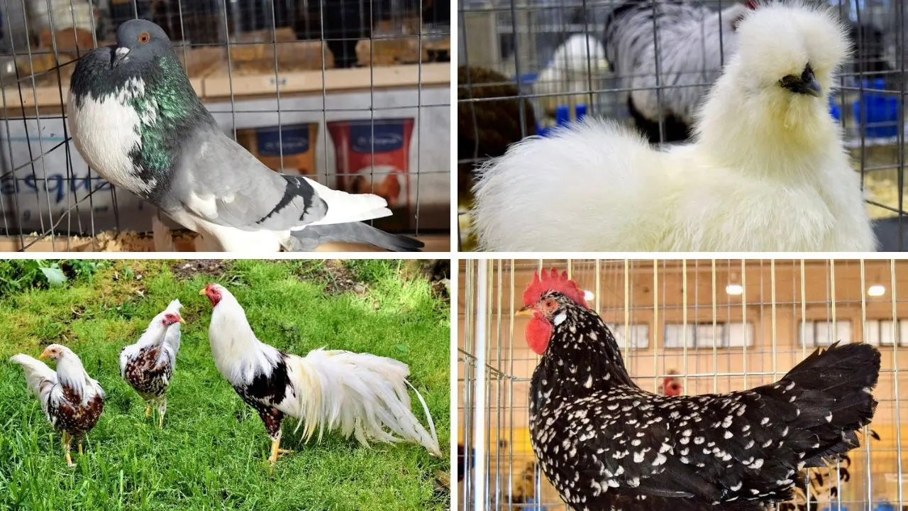 Galline, galli e colombi pronti a sfoggiare la loro bellezza: a Feroleto una sfilata speciale