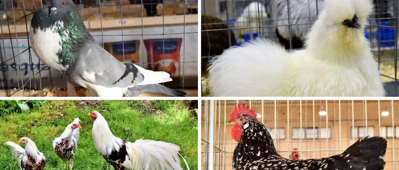 Galline, galli e colombi pronti a sfoggiare la loro bellezza: a Feroleto una sfilata speciale