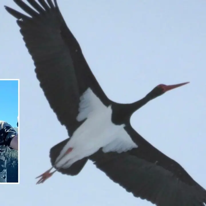 La cicogna nera vola e nidifica in Sila: fotografato uno degli uccelli più rari d’Europa