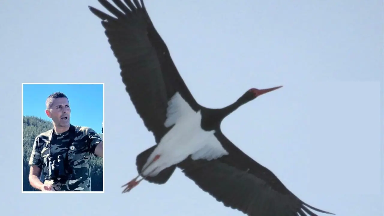 La cicogna nera vola e nidifica in Sila: fotografato uno degli uccelli più rari d’Europa