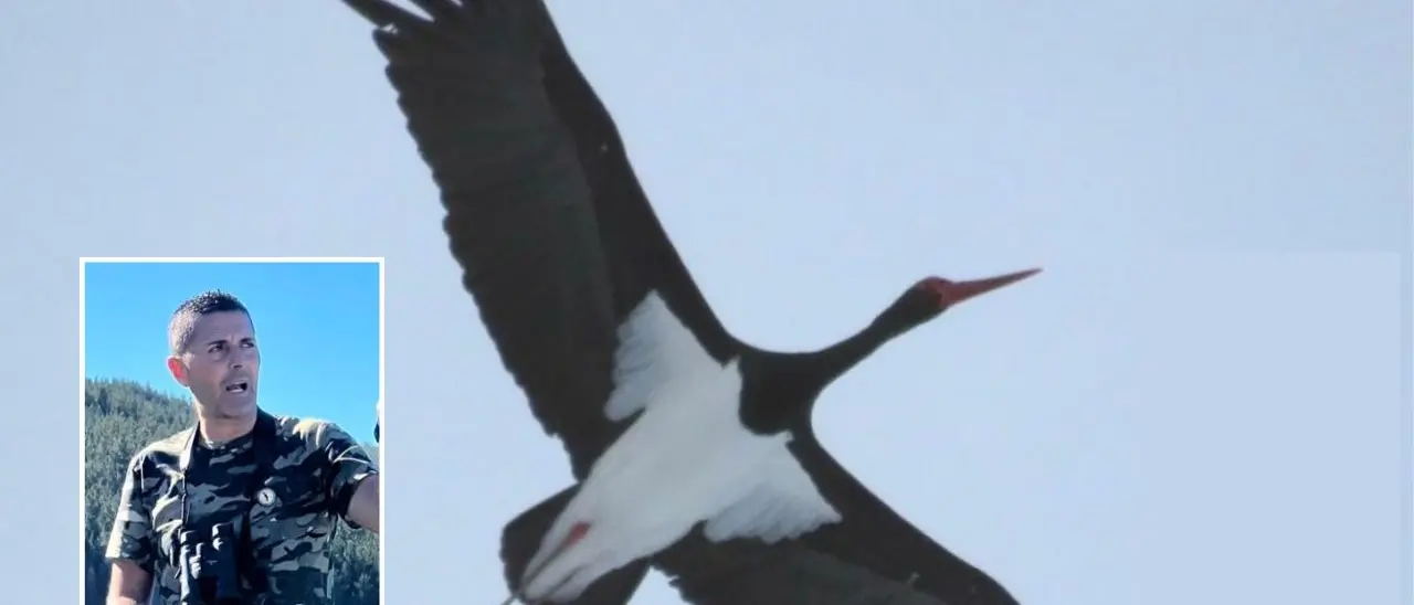 La cicogna nera vola e nidifica in Sila: fotografato uno degli uccelli più rari d’Europa