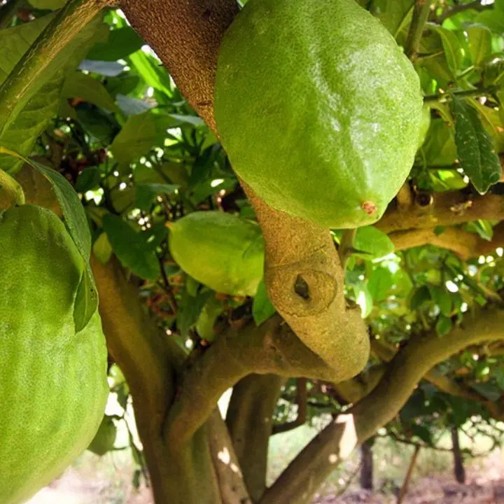 Il cedro di Santa Maria entra nell’olimpo dei prodotti Dop: via libera dall’Ue