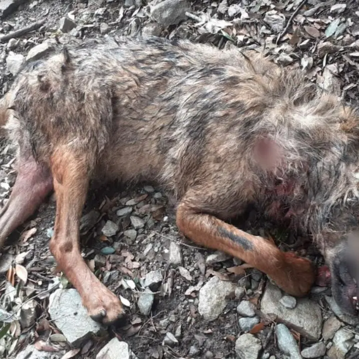 Lupo ucciso a fucilate in Aspromonte, i volontari: «Servono azioni a tutela della fauna selvatica»