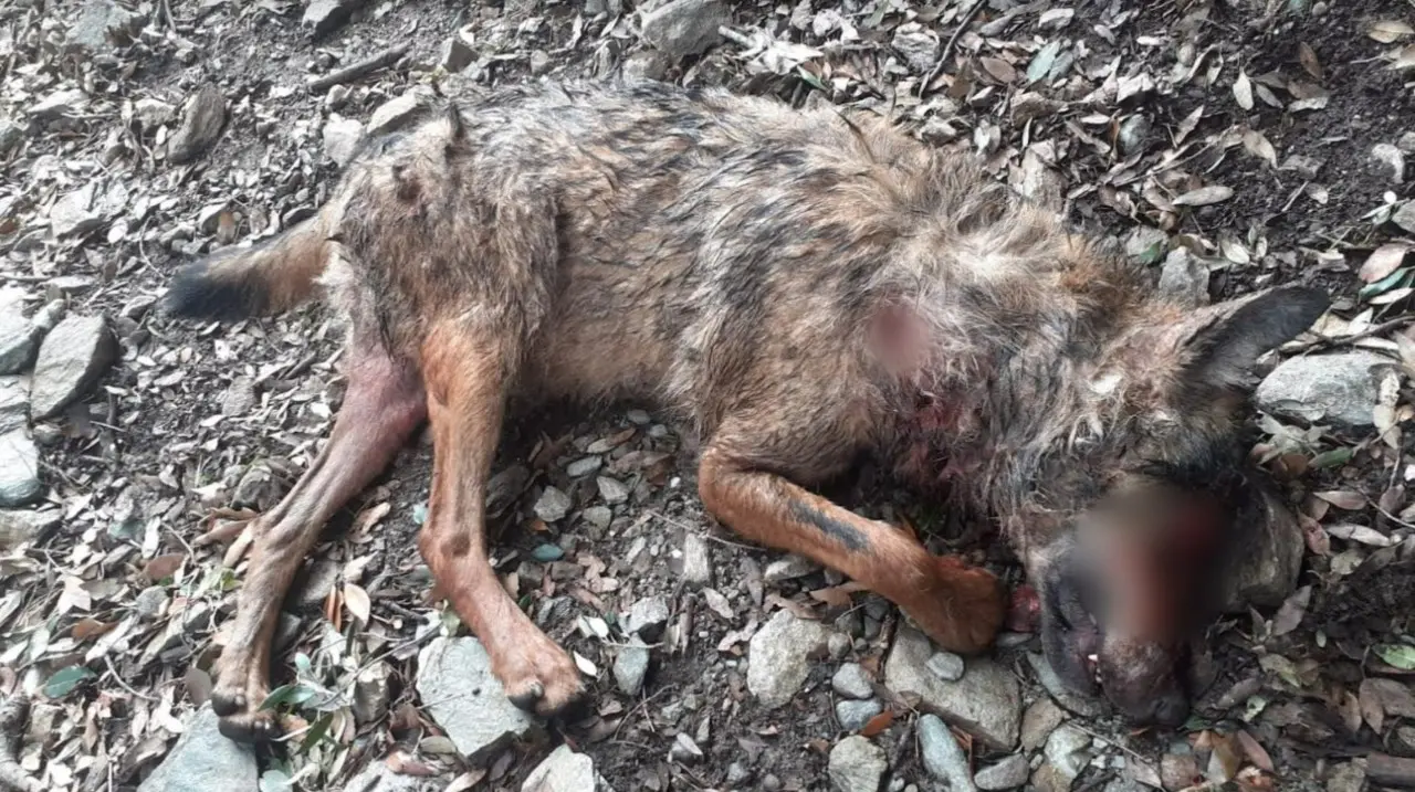 Lupo ucciso a fucilate in Aspromonte, i volontari: «Servono azioni a tutela della fauna selvatica»