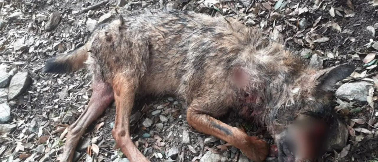 Lupo ucciso a fucilate in Aspromonte, i volontari: «Servono azioni a tutela della fauna selvatica»