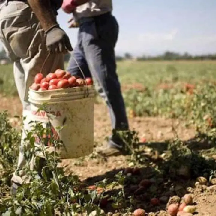 Braccianti stranieri sfruttati in un’azienda agricola del lametino: paghe da fame e nessuna tutela
