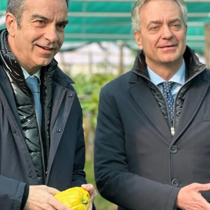 Il cedro di Santa Maria conquista il marchio Dop, il presidente Occhiuto: «Attesa durata 30 anni»