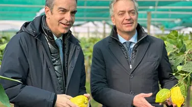 Il cedro di Santa Maria conquista il marchio Dop, il presidente Occhiuto: «Attesa durata 30 anni»