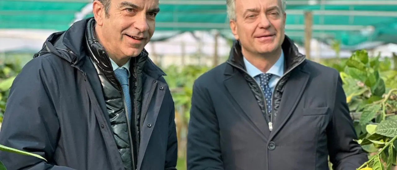 Il cedro di Santa Maria conquista il marchio Dop, il presidente Occhiuto: «Attesa durata 30 anni»